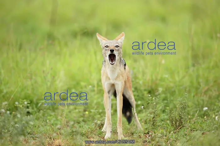 : Black-backed Jackal : Black-backed Jackal