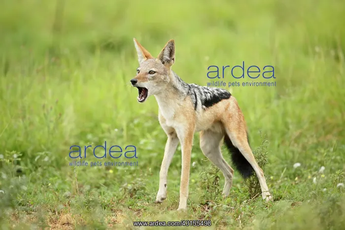 : Black-backed Jackal : Black-backed Jackal