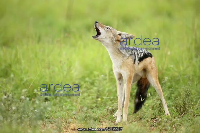 : Black-backed Jackal : Black-backed Jackal