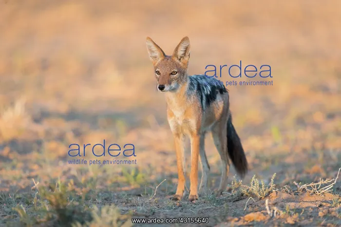 : Black-backed Jackal : Black-backed Jackal