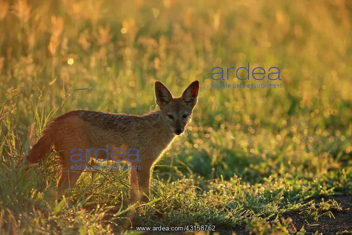 : Black-backed Jackal : Black-backed Jackal