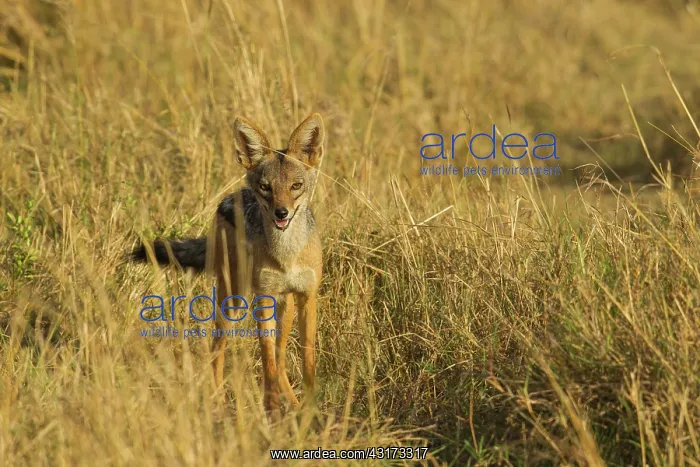 : Black-backed Jackal : Black-backed Jackal
