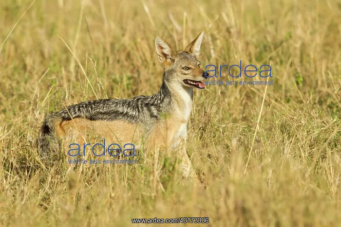 : Black-backed Jackal : Black-backed Jackal