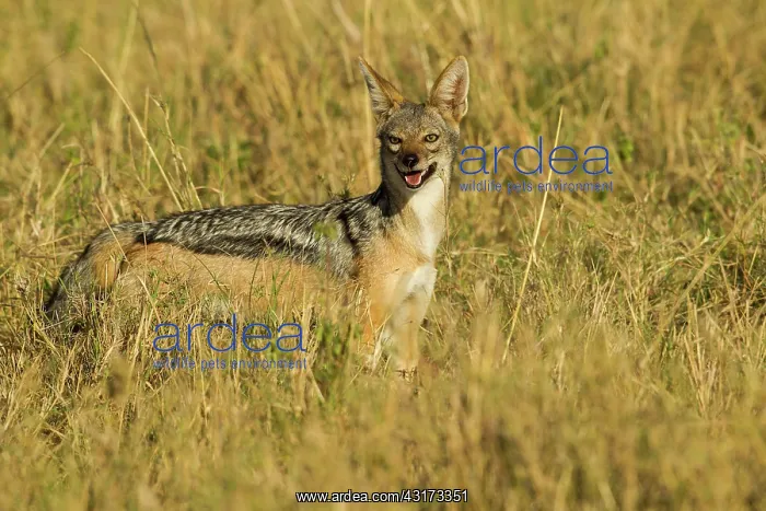: Black-backed Jackal : Black-backed Jackal