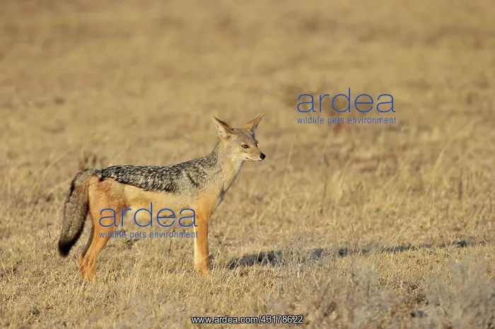 : Black-backed Jackal : Black-backed Jackal