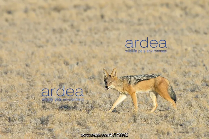 : Black-backed Jackal : Black-backed Jackal
