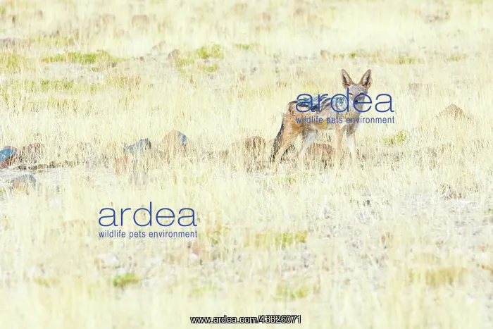: Black-backed Jackal : Black-backed Jackal