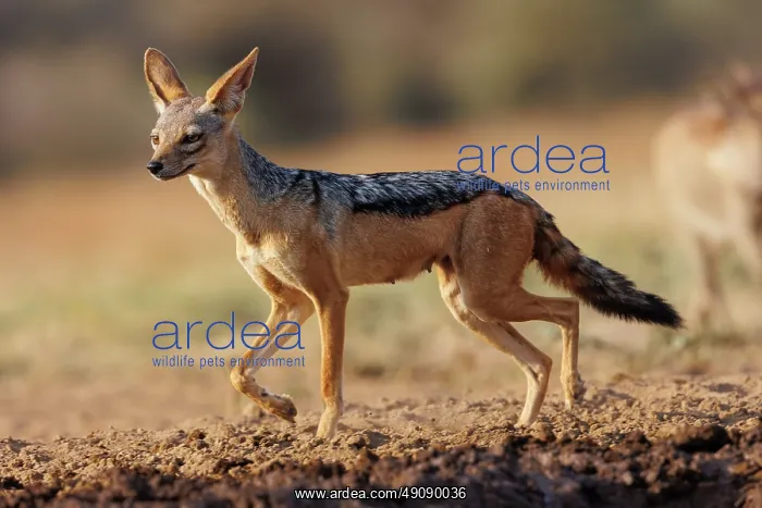 : black-backed jackal : black-backed jackal