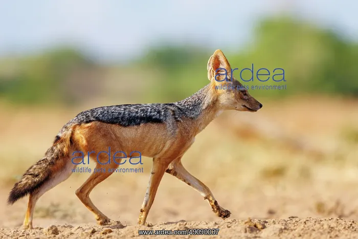 : black-backed jackal : black-backed jackal