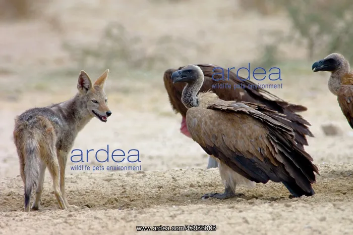 : Black-backed Jackal approaching White-backed Vultures : Black-backed Jackal approaching White-backed Vultures