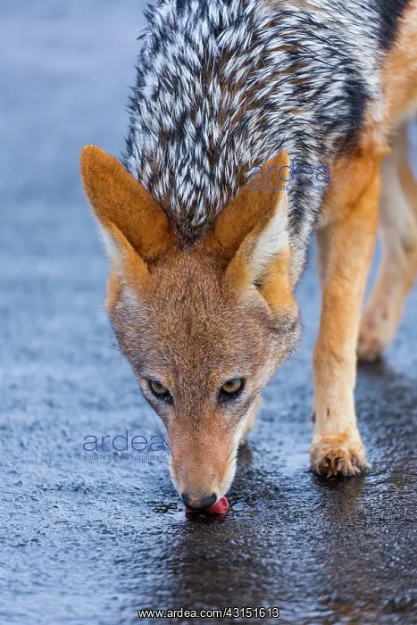 : Black-backed jackal (Canis mesomelas), Namib Naukluft : Black-backed jackal (Canis mesomelas), Namib Naukluft