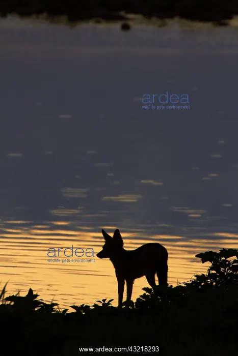 : Black-backed jackal (Canis mesomelas), at : Black-backed jackal (Canis mesomelas), at
