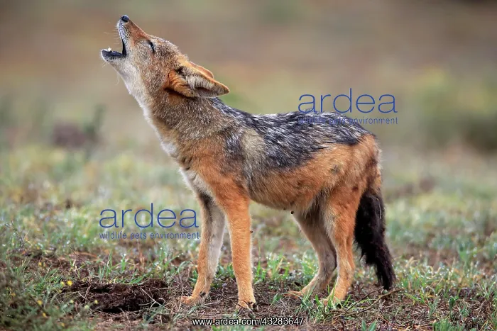 : Black-backed Jackal (Canis mesomelas), adult, howling : Black-backed Jackal (Canis mesomelas), adult, howling