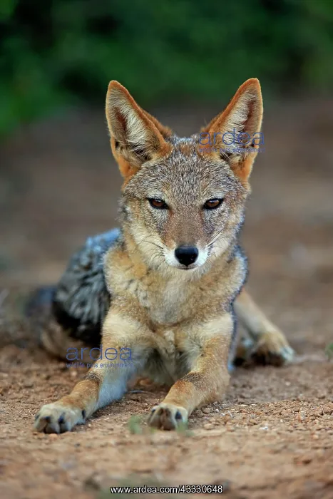 : Black-backed Jackal (Canis mesomelas), adult, animal : Black-backed Jackal (Canis mesomelas), adult, animal