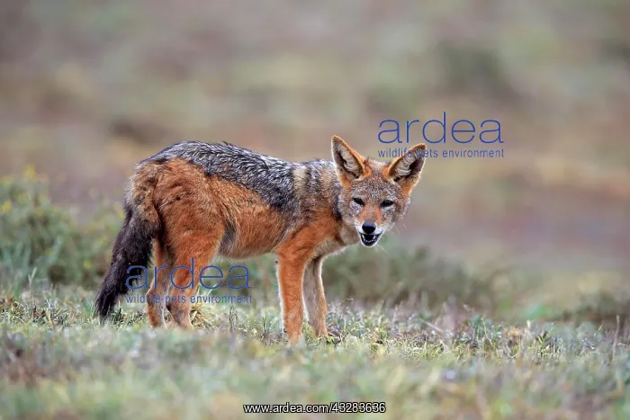 : Black-backed Jackal (Canis mesomelas), adult, Addo : Black-backed Jackal (Canis mesomelas), adult, Addo