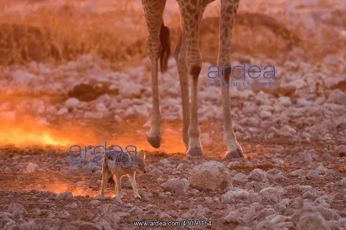 : Black-backed jackal (Canis mesomelas) in the dust : Black-backed jackal (Canis mesomelas) in the dust