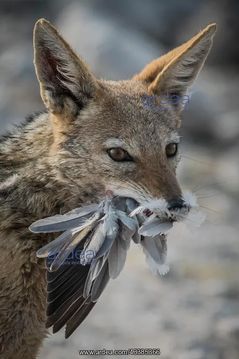 : Black-backed jackal (Canis mesomelas) eats a ring-necked : Black-backed jackal (Canis mesomelas) eats a ring-necked