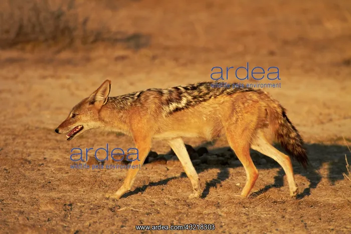 : Black-backed jackal (Canis mesomelas), Etosha : Black-backed jackal (Canis mesomelas), Etosha