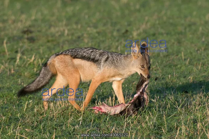 : Black-Backed Jackal (Canis mesomelas), Masai : Black-Backed Jackal (Canis mesomelas), Masai