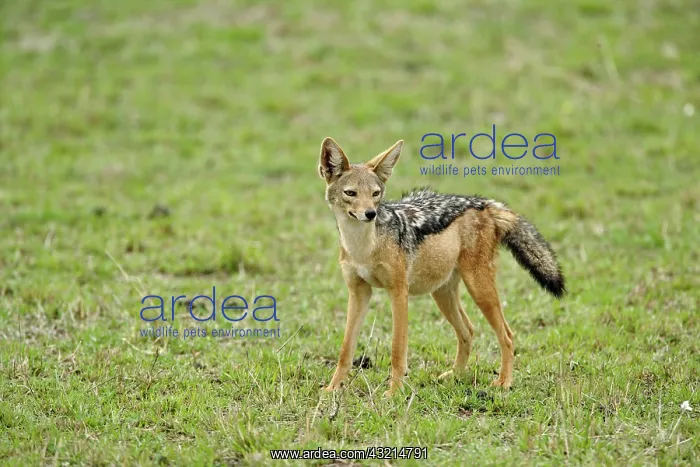 : Black-backed Jackal, Canis mesomelas, Serengeti : Black-backed Jackal, Canis mesomelas, Serengeti