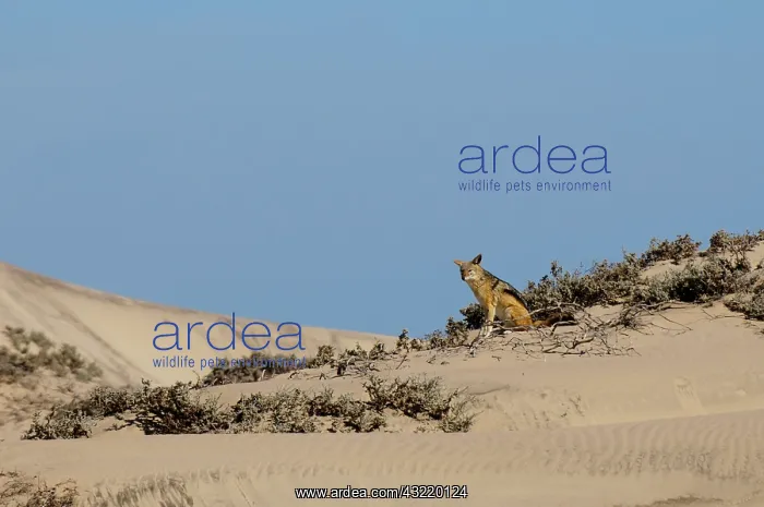  : Black-backed Jackal (Canis mesomelas), Skelton