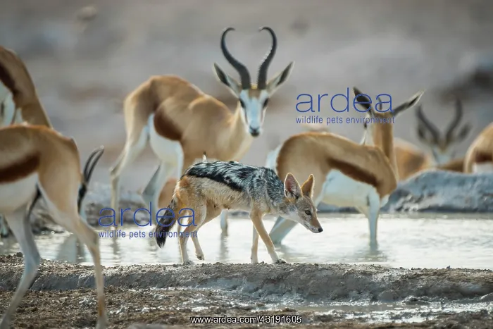 : Black-backed jackal (Canis mesomelas) between springbok : Black-backed jackal (Canis mesomelas) between springbok