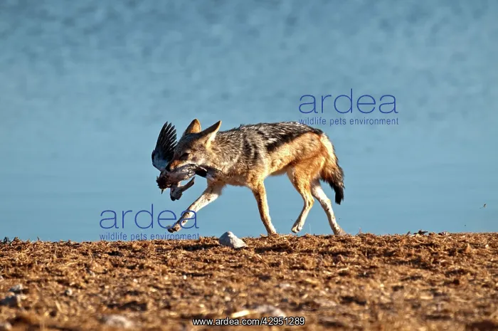 : Black-backed Jackal - with captured dove in mouth : Black-backed Jackal - with captured dove in mouth