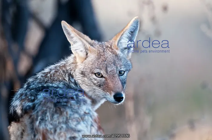 : Black-backed Jackal - close up of head looking : Black-backed Jackal - close up of head looking
