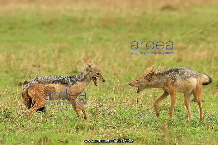 : Black-backed Jackal - two in confrontation : Black-backed Jackal - two in confrontation