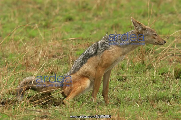  : Black-backed Jackal - Defecating  /  Scenting
