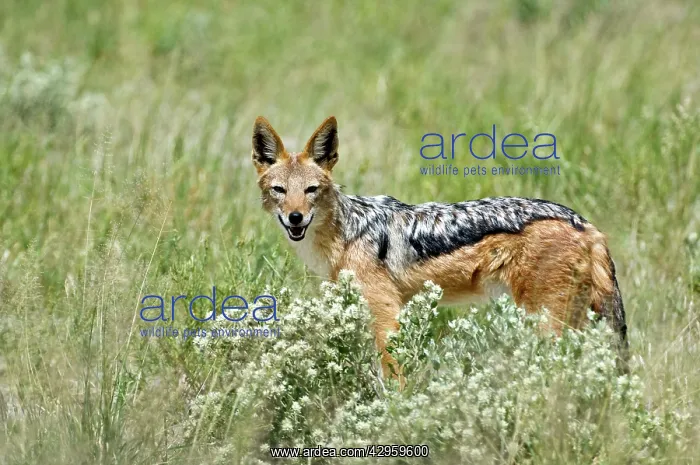: Black-backed Jackal - Amongst desert vegetation : Black-backed Jackal - Amongst desert vegetation
