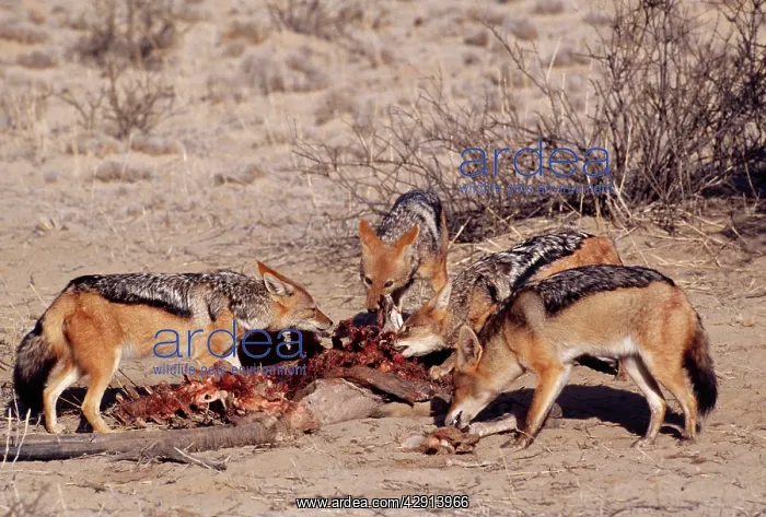 : Black-backed Jackal - Feeding at carcass : Black-backed Jackal - Feeding at carcass