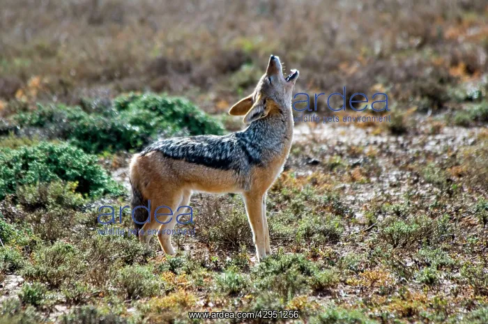 : Black-backed Jackal - howling : Black-backed Jackal - howling
