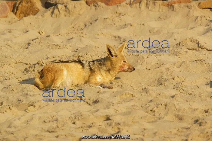 : Black-backed Jackal - ill with distemper : Black-backed Jackal - ill with distemper