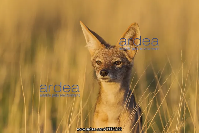  : Black-backed Jackal - Kalahari Desert, Kgalagadi