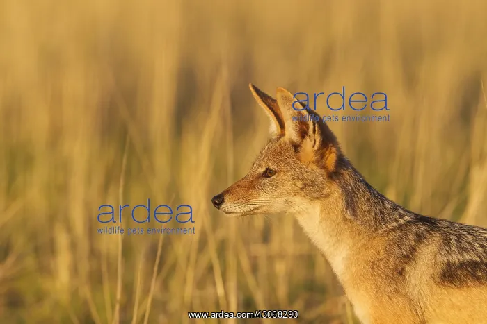 : Black-backed Jackal - Kalahari Desert, Kgalagadi : Black-backed Jackal - Kalahari Desert, Kgalagadi