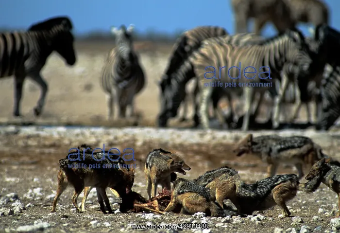 : Black-backed Jackal - on kill : Black-backed Jackal - on kill