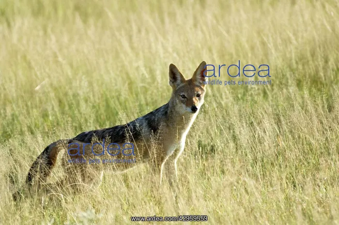 : Black-backed Jackal - In long grass : Black-backed Jackal - In long grass