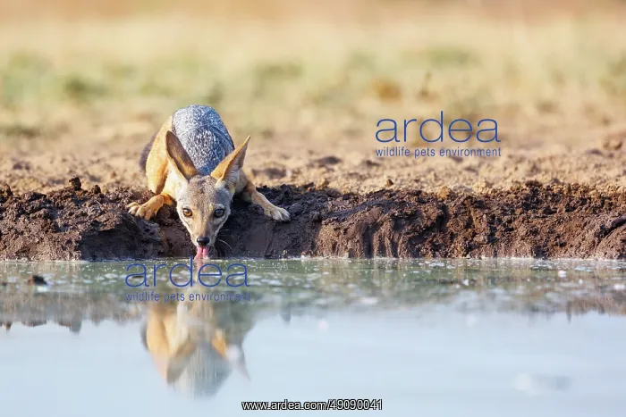 : black-backed jackal (Lupulella mesomelas) : black-backed jackal (Lupulella mesomelas)