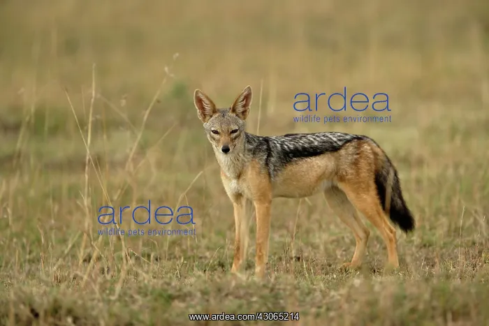 : Black-backed Jackal, Masai Mara Game Reserve