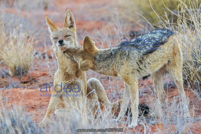  : Black-backed jackal pair bonding in the Kalahari Desert of
