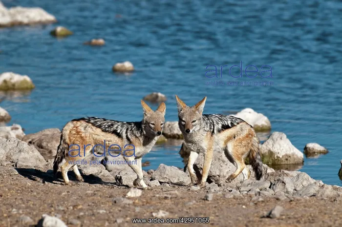 : Black-backed Jackal - pair standing with water hole behind : Black-backed Jackal - pair standing with water hole behind