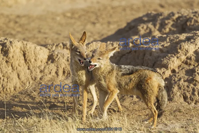 : Black-backed Jackal - playful - Kalahari Desert : Black-backed Jackal - playful - Kalahari Desert