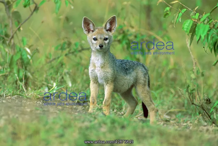  : Black-backed Jackal - pup outside den