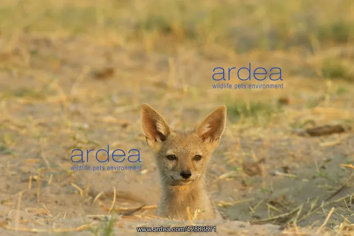 : Black-backed Jackal - Puppy at the entrance of its burrow : Black-backed Jackal - Puppy at the entrance of its burrow
