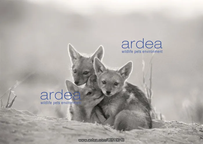 : Black-backed Jackal - pups waiting at den : Black-backed Jackal - pups waiting at den
