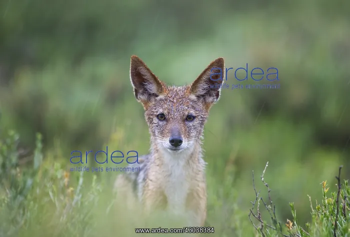  : Black-backed Jackal - in the rain - during the rainy