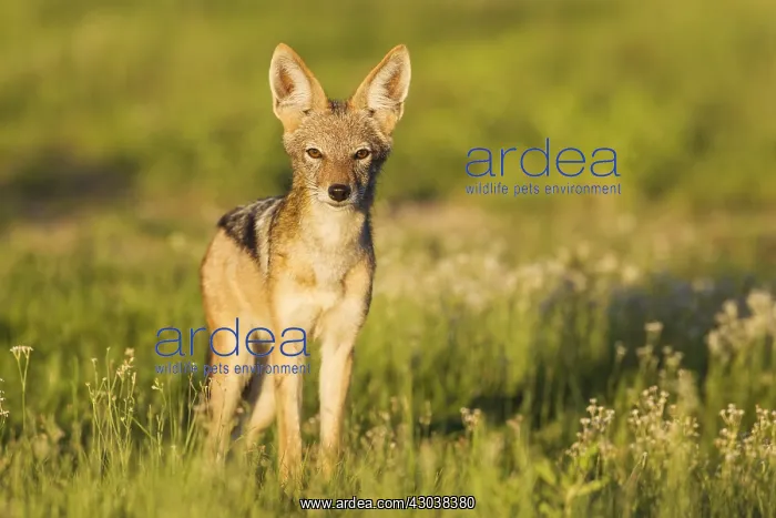 : Black-backed Jackal - during the rainy season in : Black-backed Jackal - during the rainy season in