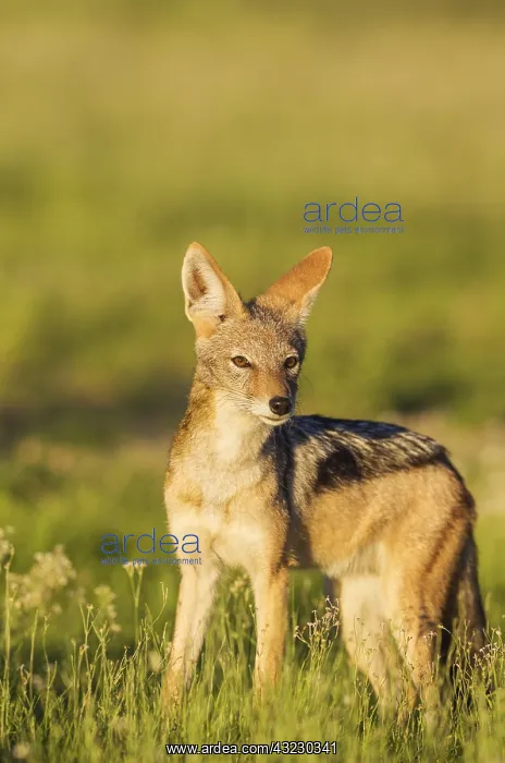 : Black-backed Jackal - during the rainy season in : Black-backed Jackal - during the rainy season in