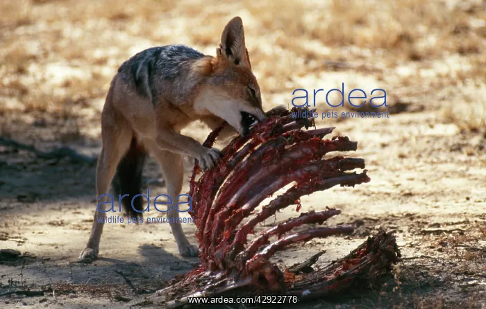 : Black-backed JACKAL - scavenging at bones : Black-backed JACKAL - scavenging at bones